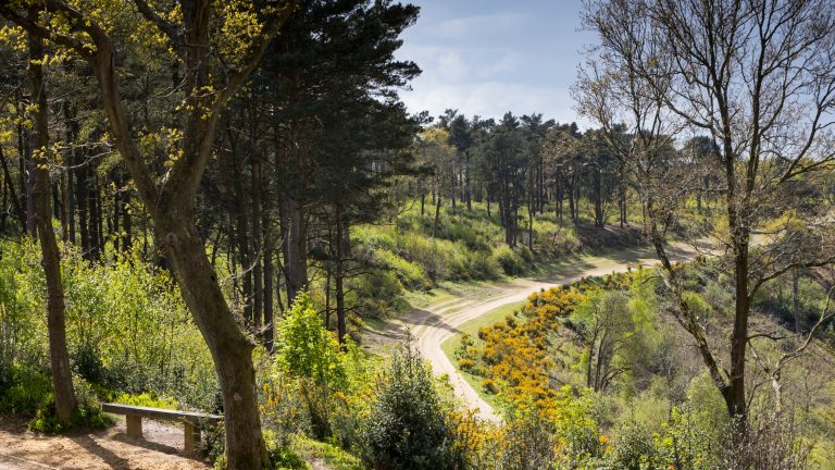 Hindhead Tunnel Celebrates 15 Years of Reconnecting Drivers and Nature on A3
