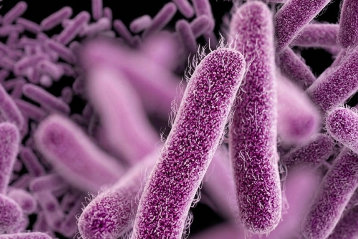 20260724_News_Shigella.png