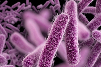 20260724_News_Shigella.png