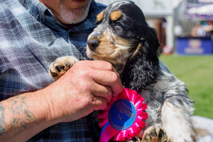 Agria-Fun-Dog-Show-at-DF-at-the-Palace-scaled.png