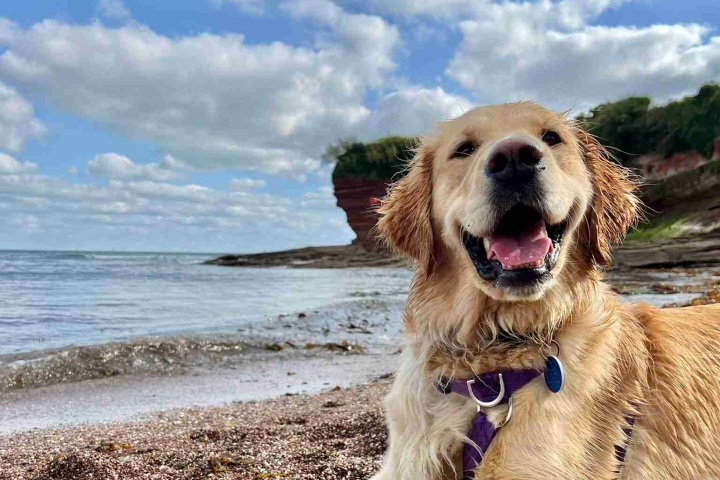 Canine-Partners-on-the-beach.jpg
