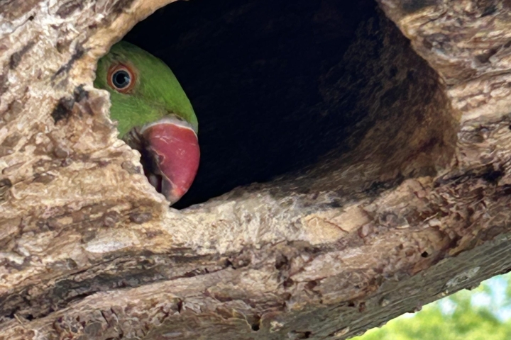Celeste-Katz-Parakeet-Overall-Winner-scaled-e1780653170563.jpeg