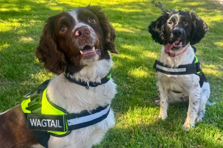 Dogs-e1780389547570.jpg