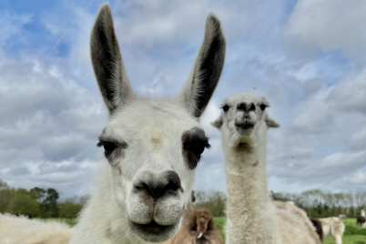 Llamas-in-Reading.png