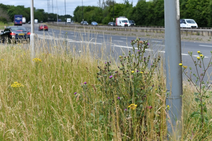 TfL-Image-Wildflower-Verge-in-Hillingdon-1-scaled.jpg