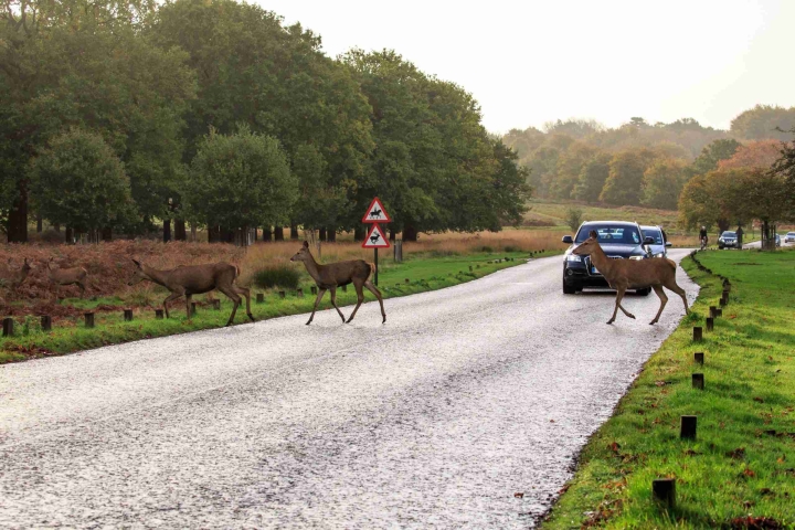 gem-deers-scaled-1.jpg