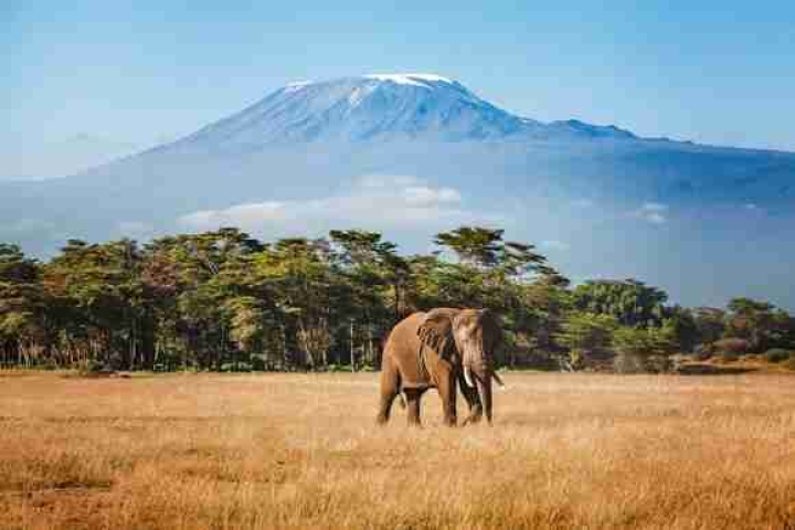 kilimanjaro-elephant-tanzania-2249220216_f508e_thumb_2.jpg